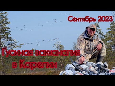 Видео: Охота на гуся. Попали на «залом» казары!