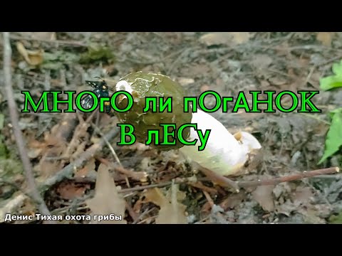 Видео: За весёлкой в лиственный лес | Много ли поганок в лесу