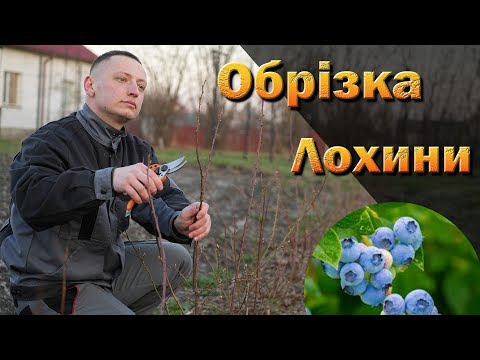Видео: Обрізка лохини у перші роки росту