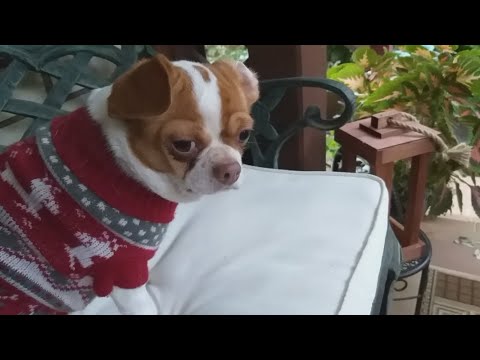 Видео: Луша и Никки. Гуляем - хулиганим