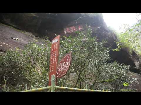 Видео: Знаменитые кусты Да Хун Пао. Древний Китайский монастырь. Часть Вторая