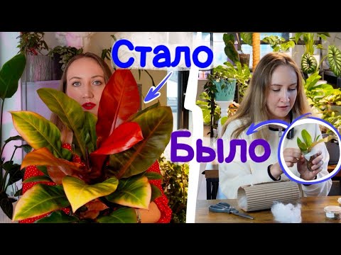 Видео: Мои растения: БЫЛО/СТАЛО | Какой грунт использую? Как поливаю?