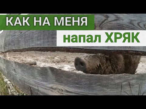 Видео: КАК МЕНЯ ПОРВАЛ ХРЯК!