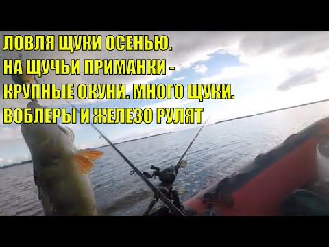 Видео: ЛОВЛЯ ЩУКИ ОСЕНЬЮ. КРУПНЫЙ ОКУНЬ НА ЩУЧЬИ ПРИМАНКИ. Очень много поймано и отпущено щуки.