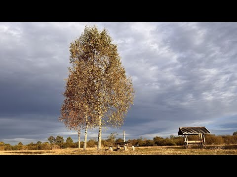 Видео: День Подяки,с.Рудка Любешівська 2023🍁