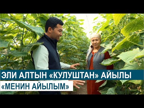 Видео: ЭЛИ ЭМГЕКЧИЛ "КУЛУШТАН" АЙЫЛЫНА САЯКАТ