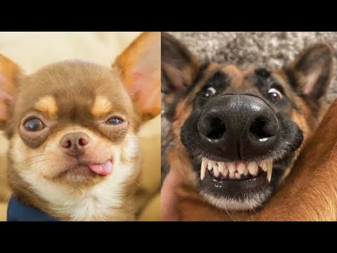 Видео: 1 ЧАС 🤣🔥 ЛУЧШИЕ МИЛЫЕ И СМЕШНЫЕ ВИДЕО С СОБАКАМИ 😂🤯