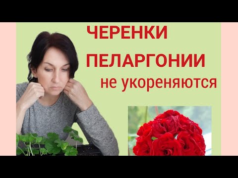 Видео: Черенки пеларгонии не укореняются. Почему?