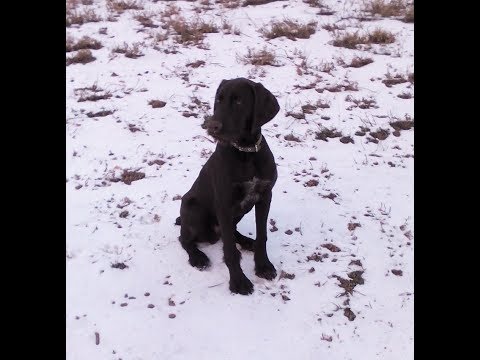 Видео: Дратхаар, холодно ли ему зимой в Сибири