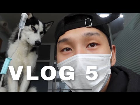 Видео: STITCH маань өвдсөөн 🥺