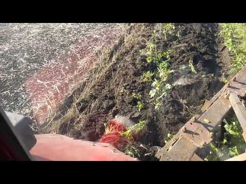 Видео: пашем дисковым плугом