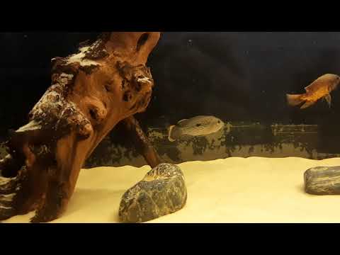 Видео: астронотус в 200 литрах