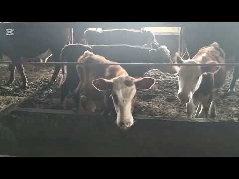 Видео: Жем дайындаймыз
