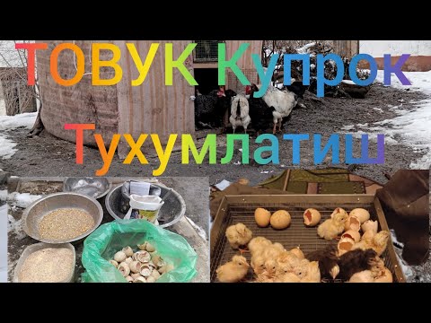 Видео: Товук Купрок Тухумлатиш Сирлари Курамиз Уй Шароитида Кунига Тухум Олиш