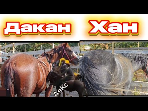 Видео: Дакан Аякстын баласы&Хан 2 ат