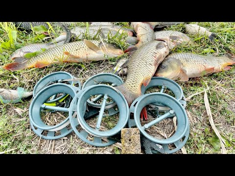 Видео: Дикий Карп на закидушки. Рыбалка на реке Днестр