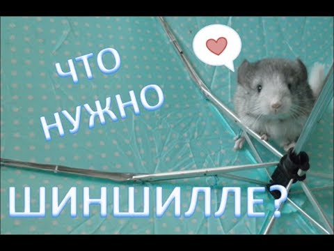Видео: Что нужно для шиншиллы? Как ее содержать? Что нужно знать перед тем как ее заводить?