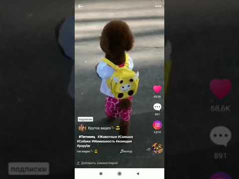 Видео: Новая рубрика ,, ржу нимагу"