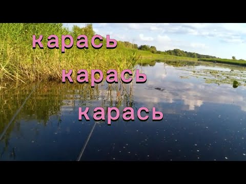 Видео: Карась і тільки карась Рибалка на поплавчанку