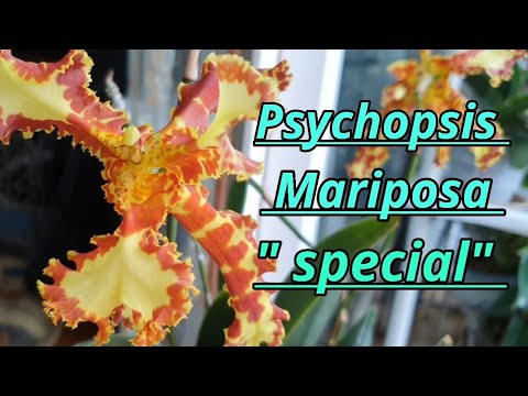 Видео: Psychopsis Mariposa "Special"Three Lips.Описание и уход.