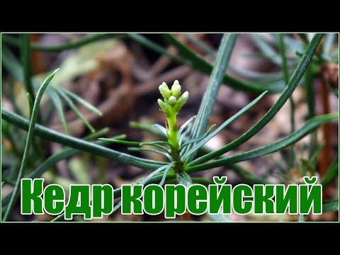Видео: Как посадить кедр из орешка? Кедровая корейская сосна