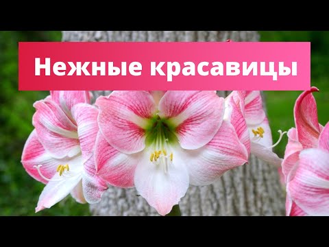 Видео: ГИППЕАСТРУМ - НАСТОЯЩИЙ КОРОЛЬ ЛУКОВИЧНЫХ | Подкормка домашней лилии