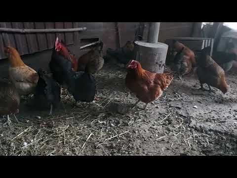 Видео: Тауык туды