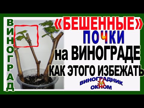 Видео: 🍇 Вот почему Вы теряете урожай! Отчего  "бешенные" почки винограда прорастают осенью.