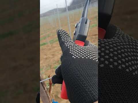 Видео: Маленькие, но Очень важные секреты, для начинающих виноградарей