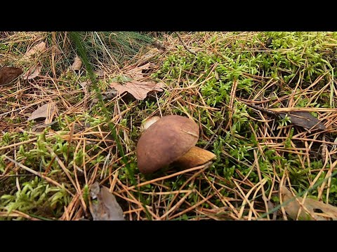 Видео: Я поехал по грибы!