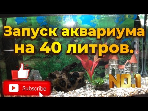 Видео: Запуск аквариума на 40 литров.