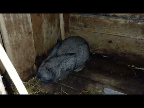 Видео: ЧИМ НЕ МОЖНА ГОДУВАТИ КРОЛИКІВ В ДОМАШНІХ УМОВАХ?