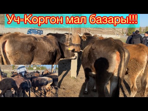 Видео: Уч-Коргон Мал базары!!! 25-Октябрь!!!!