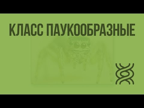 Видео: Класс Паукообразные. Видеоурок по биологии 7 класс