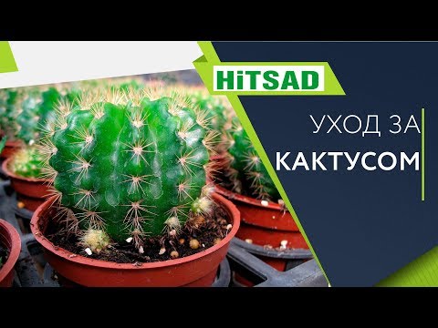 Видео: Кактус 🌵Посадка и Уход 🌵 Полезные советы