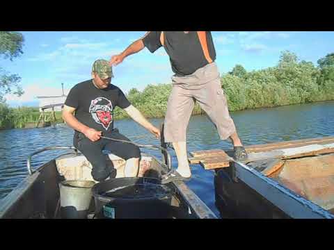 Видео: Зарыбляем пруд//Купили ещё 35 кг мальков//Жизнь в деревне