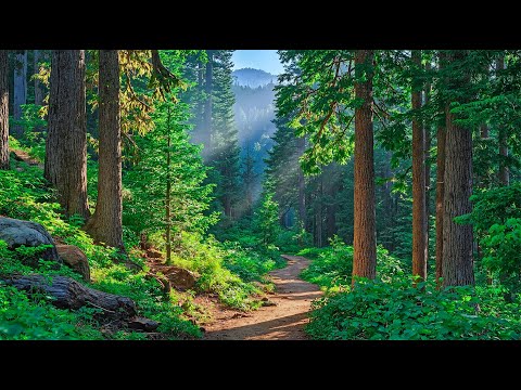 Видео: Прекрасная расслабляющая музыка🌿 Целебное фортепиано для глубокого сна и снятия стресса...