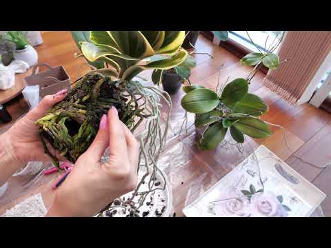 Видео: ТАКОЕ МАЛО КТО ПОКАЗЫВАЕТ! ОЧЕНЬ НЕ ПРОСТО ПЕРЕСАЖИВАТЬ ТАКИЕ ОРХИДЕИ! ТРЭШ... МНОГО ИНФОРМАЦИИ...