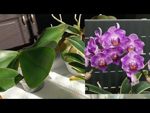 Видео: Всего два раза использовала этот препарат и полезли цветоносы🌸🌺🌹