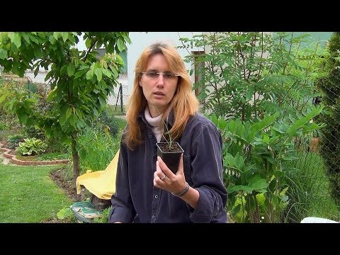 Видео: Посадка рассады лука-порея в грунт