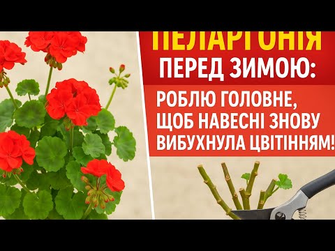 Видео: #161. 🌸 «Пеларгонія перед зимою: роблю головне, щоб навесні знову вибухнула цвітінням!»