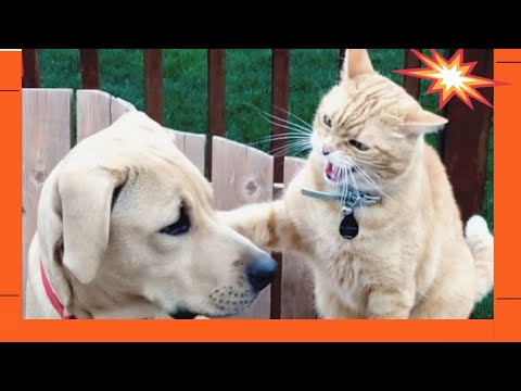 Видео: ЛУЧШИЕ видео с кошками и собаками! | САМЫЕ СМЕШНЫЕ питомцы