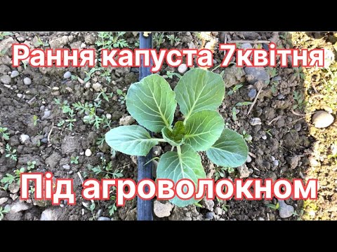 Видео: Рання капуста на 7квітня під агроволокном. Чим обробляти від шкідників?