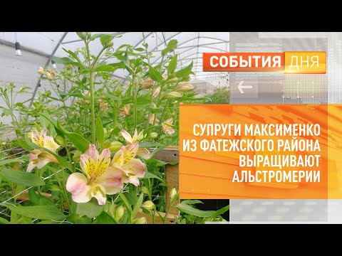 Видео: Супруги Максименко из Фатежского района выращивают альстромерии