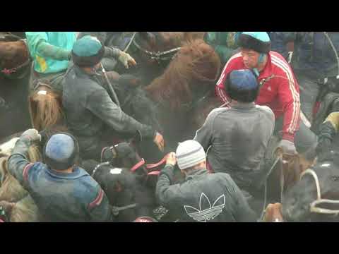 Видео: Кокпар Мактаарал 2-бөлім - Мұхтархан Ділдәбеков ағамыздың бата алу кокпар тойы 25.03.2018 ж.