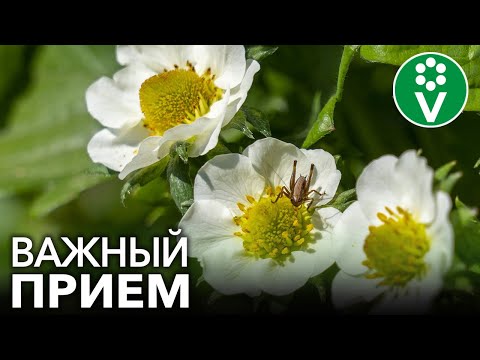 Видео: СДЕЛАЙТЕ ЭТО С МОЛОДОЙ КЛУБНИКОЙ, и вы не будете знать куда девать урожай
