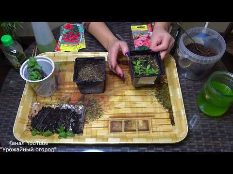 Видео: ПОРА ПИКИРОВАТЬ!ПИКИРОВКА ЭУСТОМЫ ДВУМЯ СПОСОБАМИ!