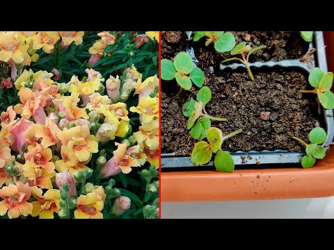 Видео: ПИКИРОВКА ЛЬВИНОГО ЗЕВА БУКЕТНЫМ СПОСОБОМ! КАКОЙ ОБЪЕМ ГРУНТА, КАК ЗАГЛУБЛЯТЬ СЕЯНЦЫ?