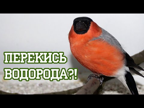 Видео: Как обработать рану птице и остановить кровь?