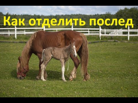 Видео: Отделение последа вручную у кобылы